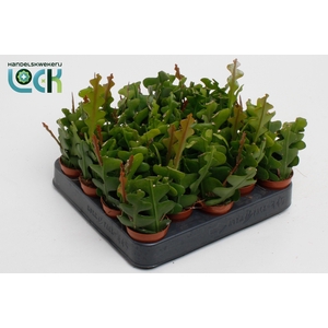 EPIPHYLLUM ANGULIGER