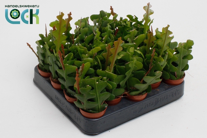 <h4>Epiphyllum Anguliger</h4>