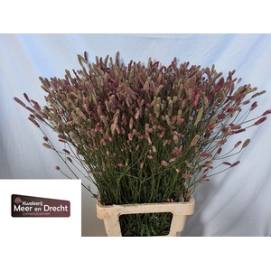 Sanguisorba Pink Tanna Meer En Drecht
