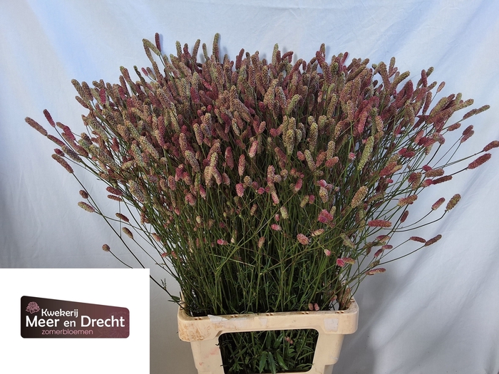 <h4>Sanguisorba Pink Tanna Meer En Drecht</h4>