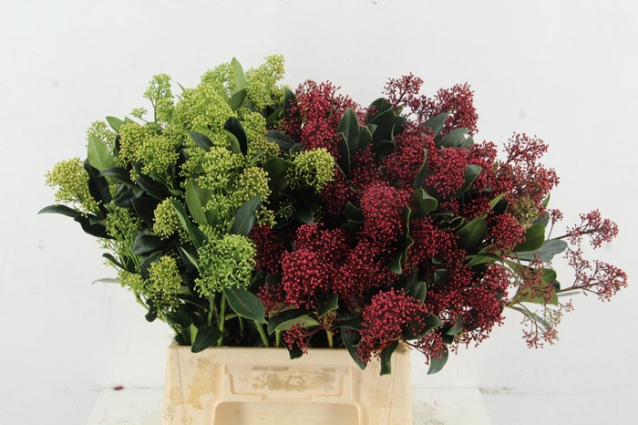 <h4>SKIM MIX PER BUNCH</h4>