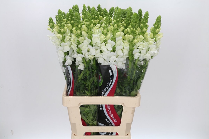 <h4>Antirrhinum Potomac White</h4>