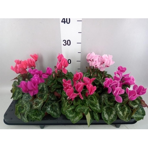 Cyclamen MD 'Macro'
