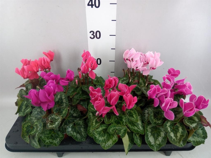 <h4>Cyclamen MD 'Macro'</h4>