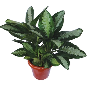 AGLAONEMA PATAYA P12