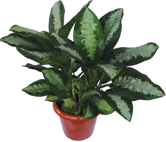 <h4>AGLAONEMA PATAYA P17</h4>