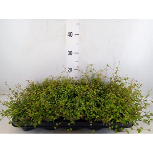 Muehlenbeckia com. 'Mao'ri'