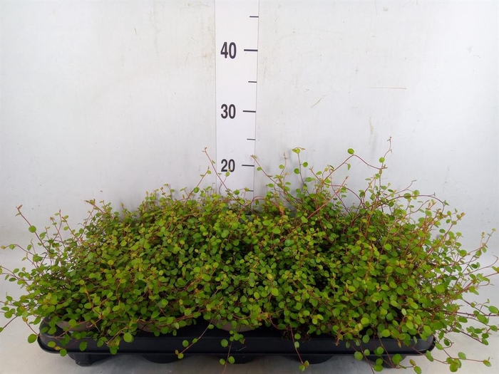 <h4>Muehlenbeckia com. 'Mao'ri'</h4>