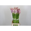 Zantedeschia Eydolls Purple White