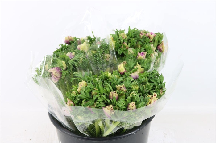 <h4>Anem Rainbow Happy</h4>