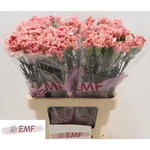Di St Lady Dayana EMF