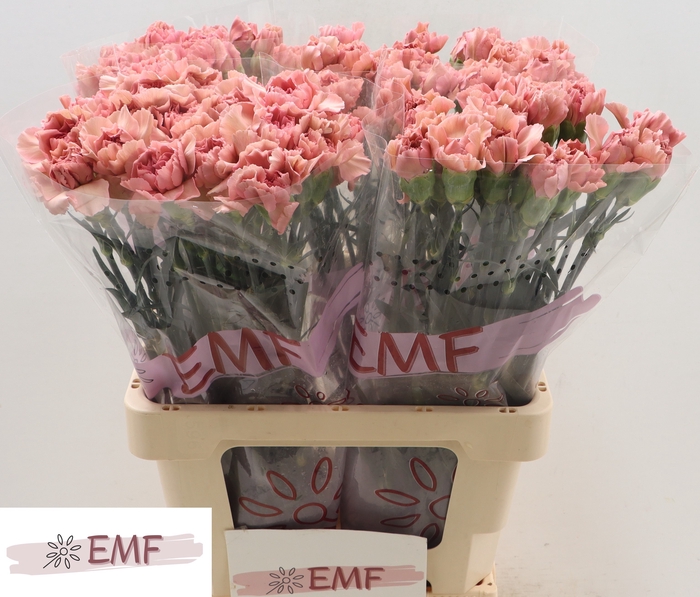 <h4>Di St Lady Dayana EMF</h4>