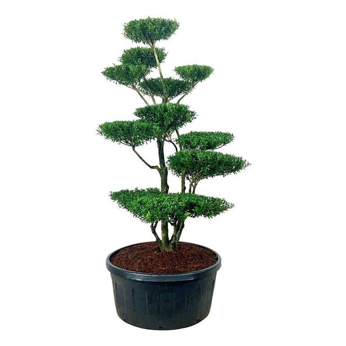 <h4>Ilex crenata 'Blondie'</h4>