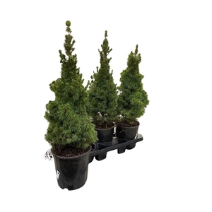 PICEA GL CONICA