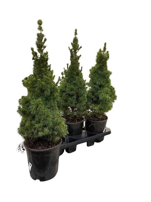 <h4>PICEA GL CONICA</h4>