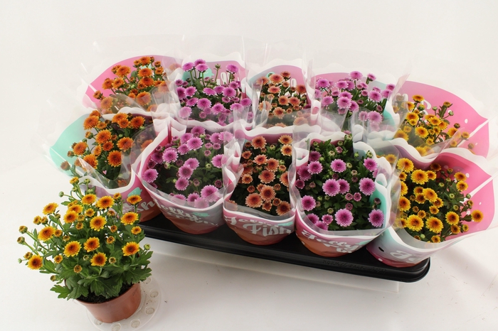 <h4>CHRYS JELLYFI GEM</h4>