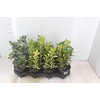 BEAUCARNEA P15