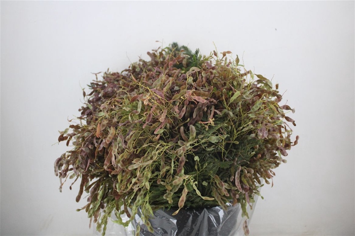 <h4>Mimosa Beans Red P Bunch</h4>