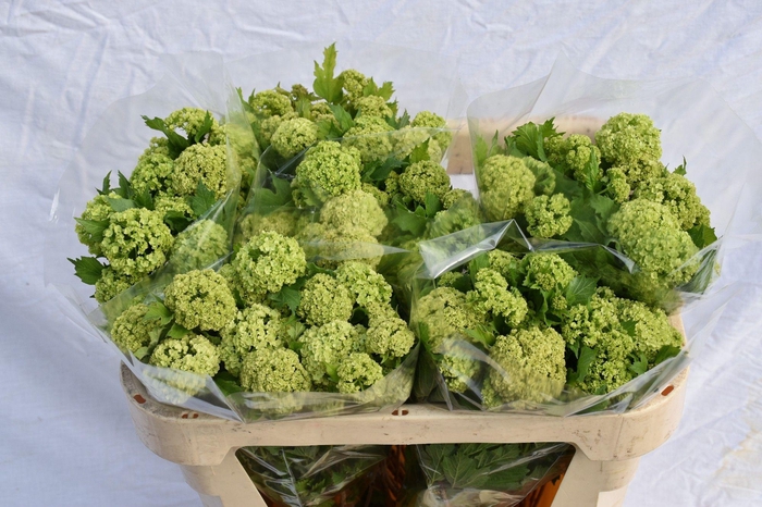 <h4>VIBURNUM ROSEUM ST</h4>