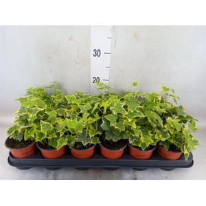 Hedera helix 'Goldchild'