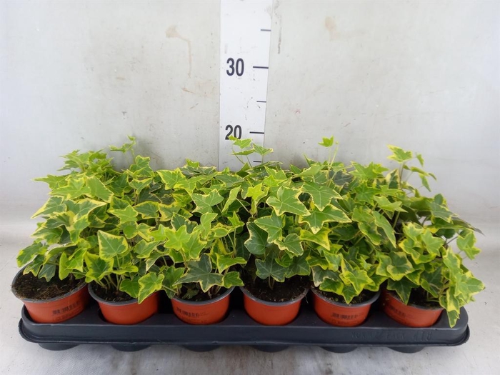 <h4>Hedera helix 'Goldchild'</h4>