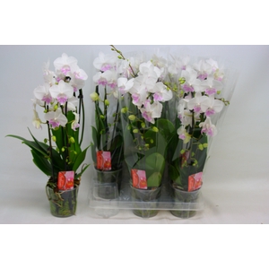 PHAL EL CASCADE