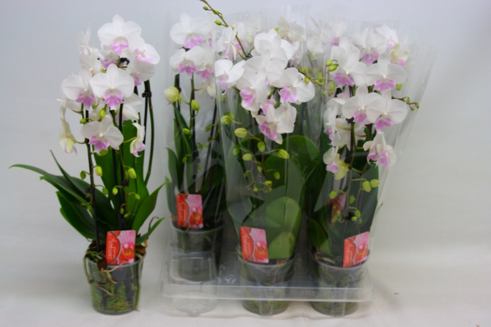<h4>PHAL EL CASCADE</h4>