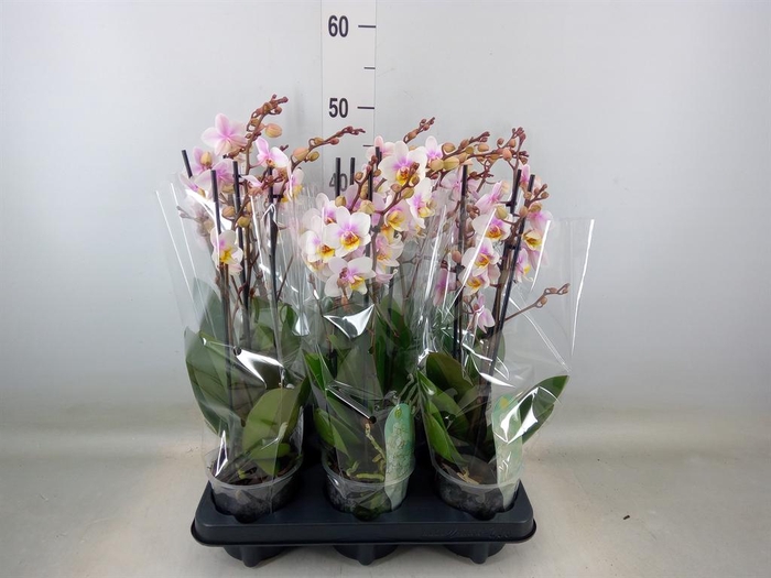 <h4>Phalaenopsis multi. 'Ant San Jose'</h4>