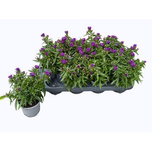 ASTER NB HENR PURPLE