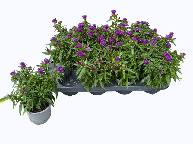 <h4>ASTER NB HENR PURPLE</h4>