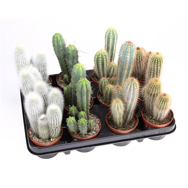 <h4>Cactus zuil mix</h4>