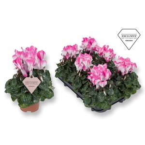 Cyclamen Exclusive® Fusion Pink