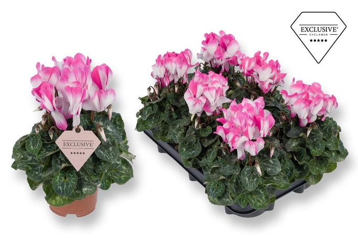<h4>Cyclamen Exclusive® Fusion Pink</h4>