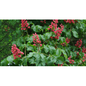 Aesculus carnea