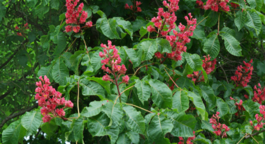 <h4>Aesculus carnea</h4>