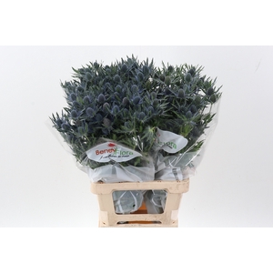 Eryn Mag Blue Lagoon 70cm