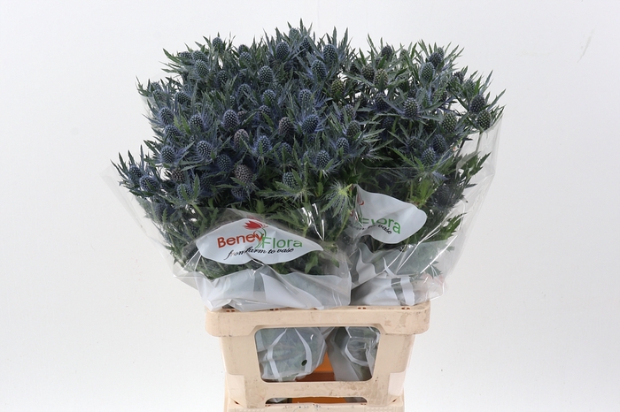 <h4>Eryn Mag Blue Lagoon 70cm</h4>