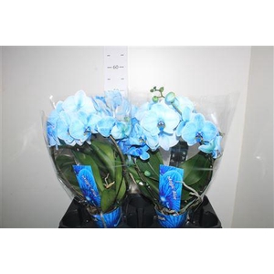 Phal **paint** Bow Blauw 2 Branches 16+