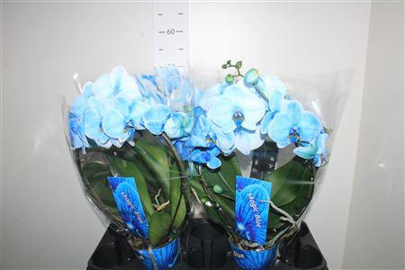 <h4>Phal **paint** Bow Blauw 2 Branches 16+</h4>