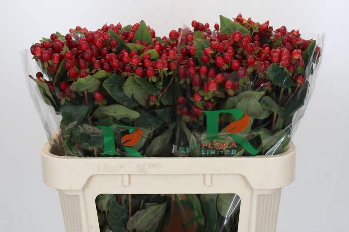 Hypericum Magical Triumph