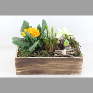 arr4 Primula VL - Hout kist bruin 285/3