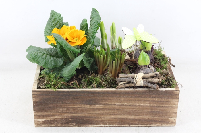 <h4>arr4 Primula VL - Hout kist bruin 285/3</h4>