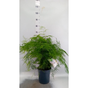 Asparagus setaceus