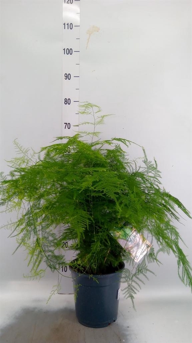 <h4>Asparagus setaceus</h4>
