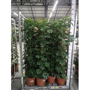 Schefflera arbor. 'Compacta'