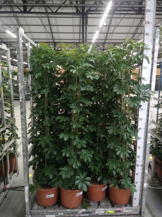 <h4>Schefflera arbor. 'Compacta'</h4>