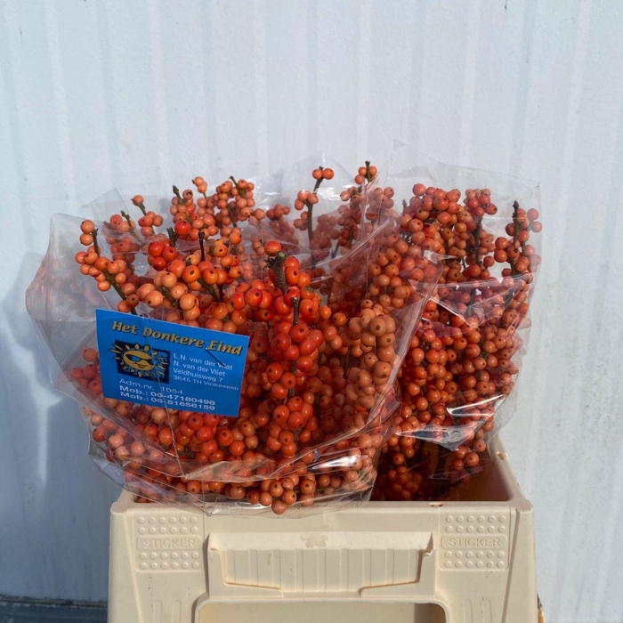 <h4>ILEX VE WINTER GOLD</h4>