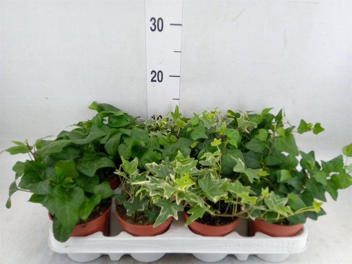 <h4>Hedera   ...mix</h4>