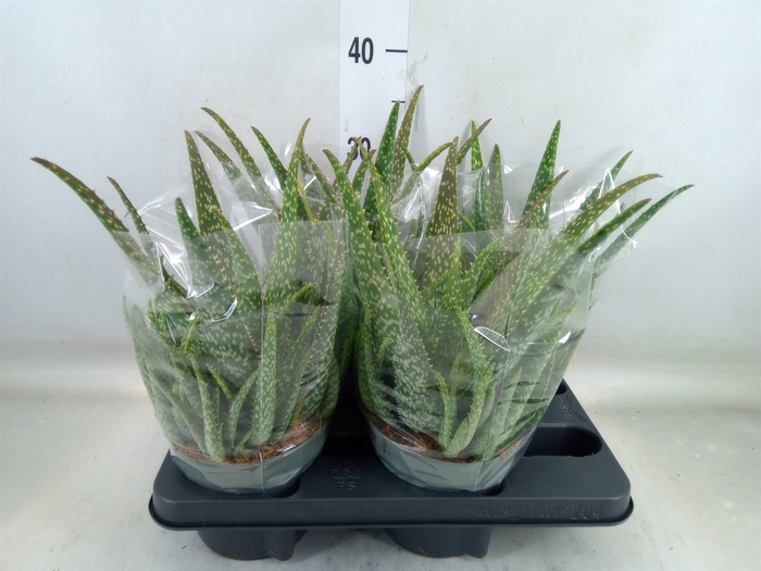 <h4>Aloe vera</h4>