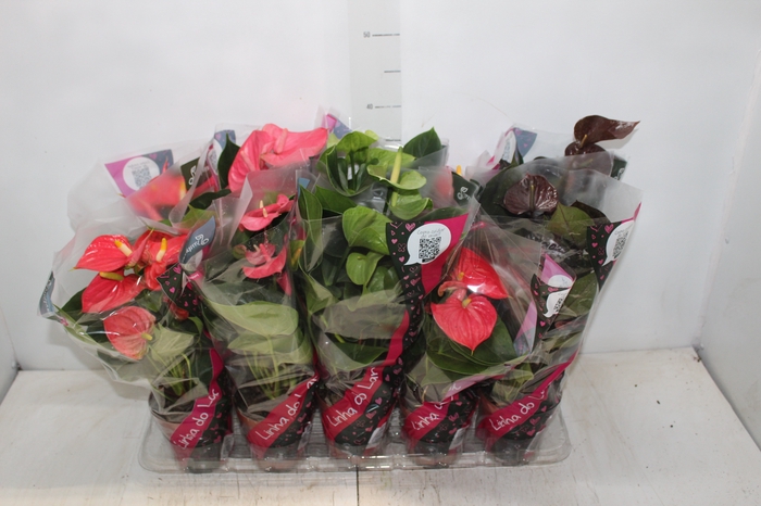 <h4>ANTHURIUM VARIADO P12</h4>